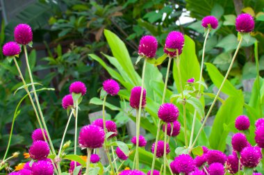 Globe amaranth or Gomphrena globosa clipart