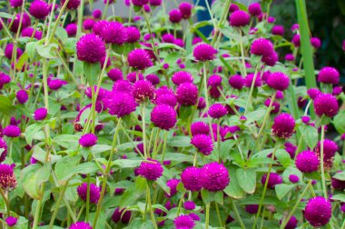 Globe amaranth or Gomphrena globosa clipart