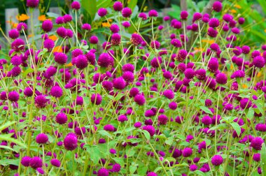 Küre amaranth veya gomphrena globosa