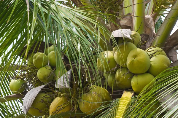 stock image Coconuts