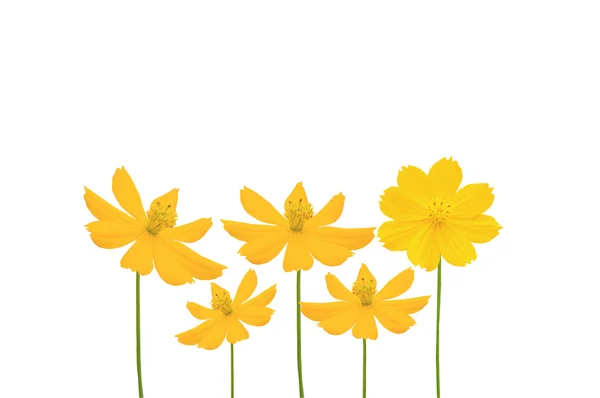 Красивый желтый цветок (Космос) изолирован на белом фоне — стоковое фото