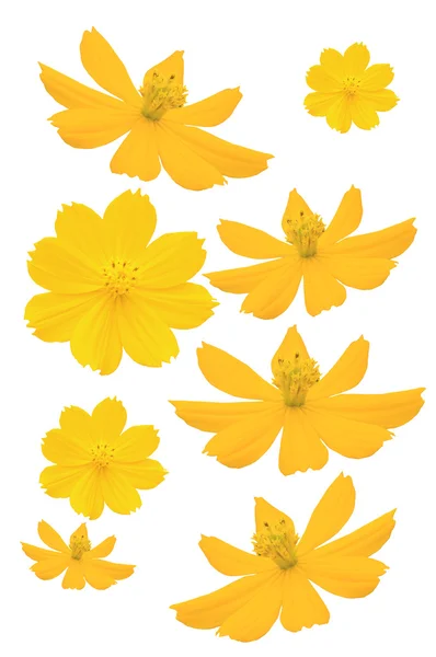 Beyaz arka plan üzerinde izole güzel sarı çiçek (cosmos) — Stok fotoğraf