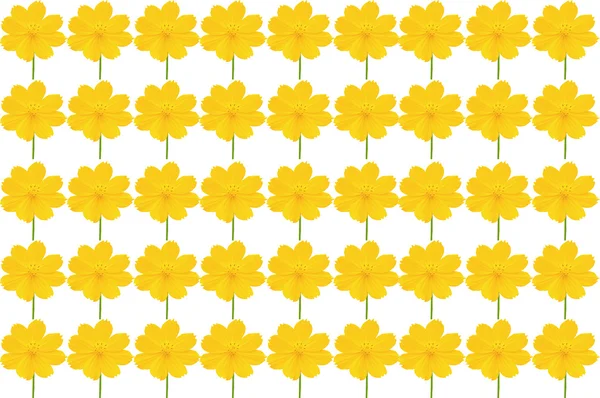 Bellissimo fiore giallo (Cosmo) isolato su sfondo bianco — Foto Stock