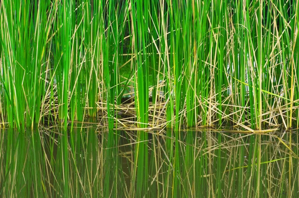 stock image Reed plant in the lake