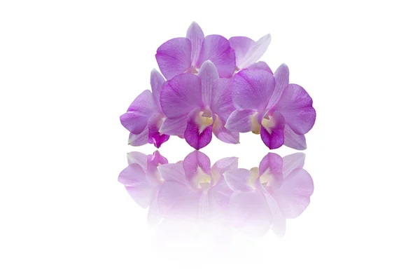 Lila orkidé isolerad på vit bakgrund — Stockfoto