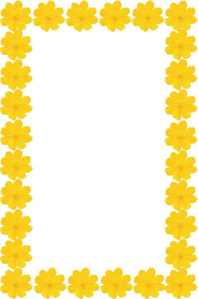 Yellow flower (Cosmos) isolated on white background — Stock Photo, Image