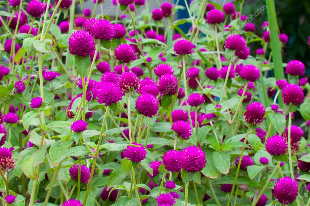 Globe amaranth or Gomphrena globosa — Stock Photo © hinnamsaisuy #4295564