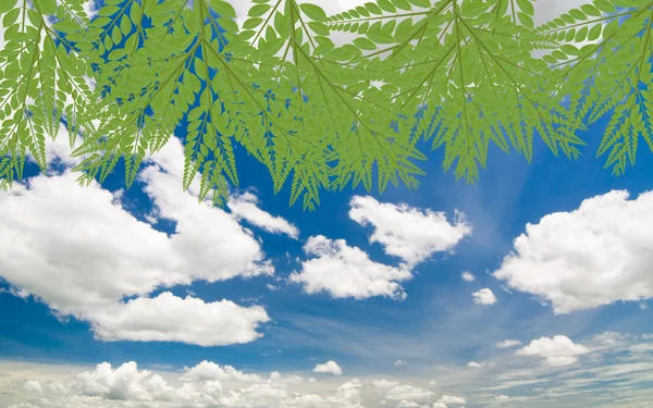 푸른 하늘 아래 녹색 잎 — 스톡 사진