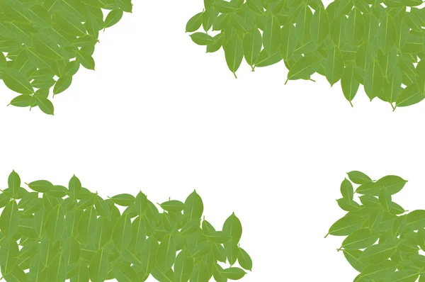 Grønt blad isolert på hvit bakgrunn – stockfoto