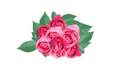 Pembe Gül beyaz arkaplanda izole edildi