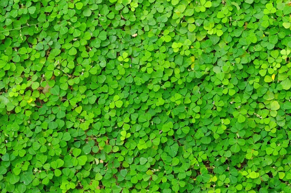พื้นหลังใบสีเขียว — ภาพถ่ายสต็อก