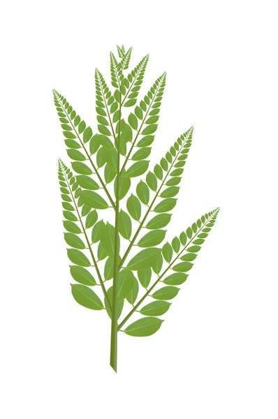 Isolated green leaves isolated on white background — Stock Photo, Image