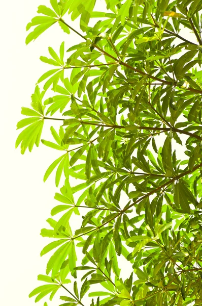 Isolated green leaves isolated on white background — Stock Photo, Image