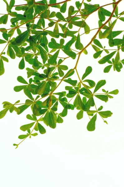 Green Leaves Sunshine — Stock Photo, Image