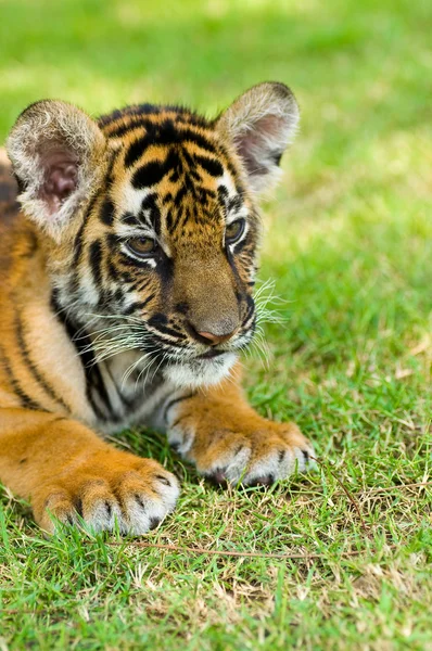 Pequeno tigre — Fotografia de Stock