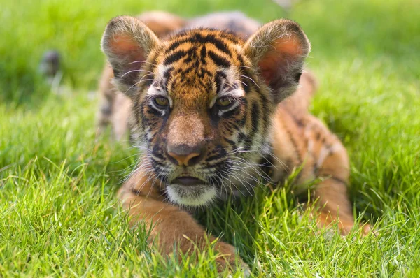 Kleine tijger — Stockfoto