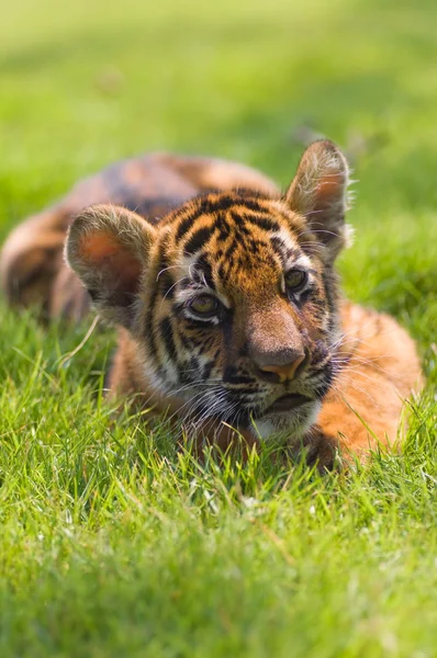 Маленький Тигр Действии — стоковое фото