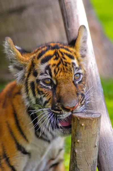 Piccola tigre — Foto Stock