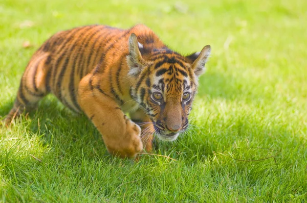 Mały Tygrys Akcji — Zdjęcie stockowe