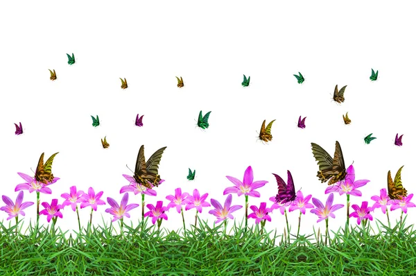 多彩的蝴蝶在花上孤立 — 图库照片