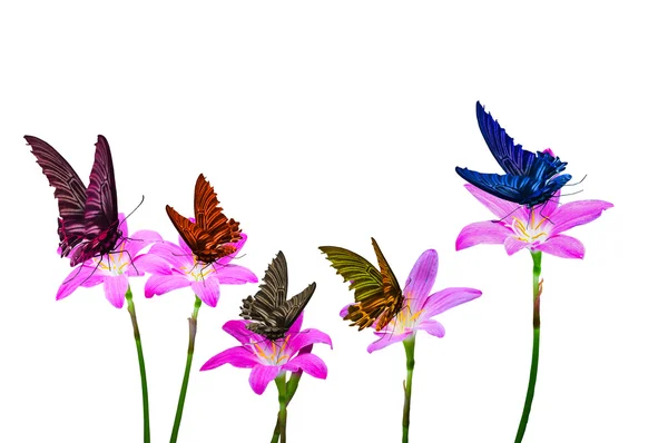 Színes Pillangó Elszigetelt Virág — Stock Fotó