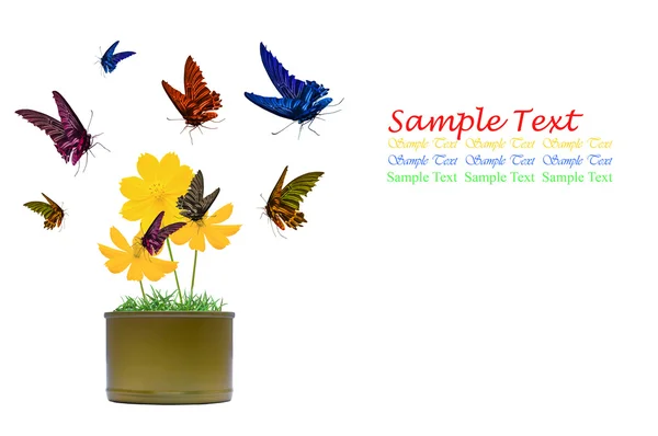 Kleurrijke Van Vlinder Geïsoleerd Bloem — Stockfoto