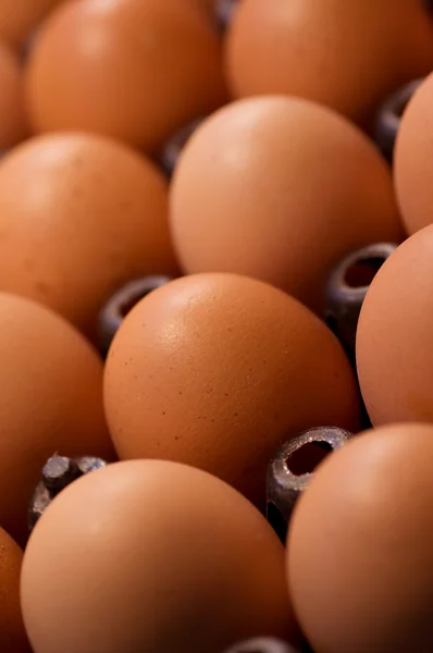 Chicken Egg — Stock Photo, Image