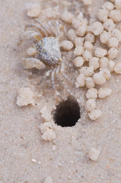 stock image Swift land crab