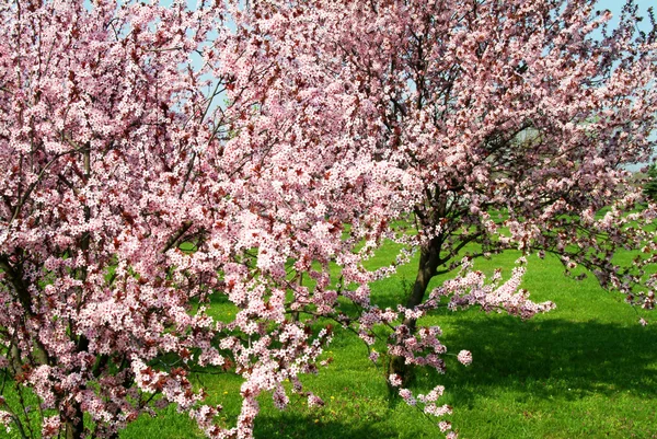 stock image Blooming