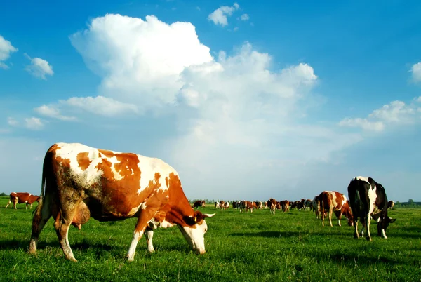 stock image Cows