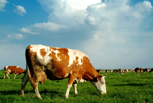 Stock image Cow