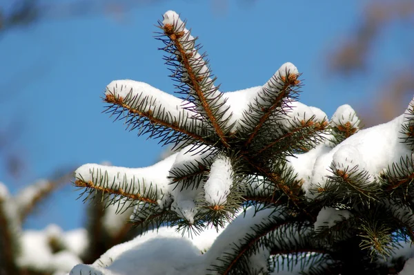 stock image Christmas tree in snow