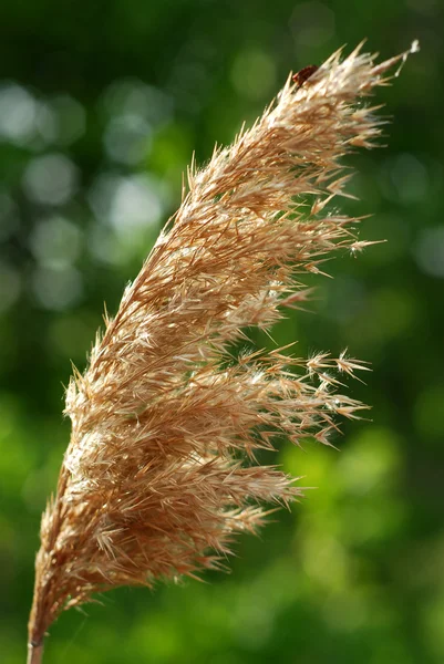 Reed marsh