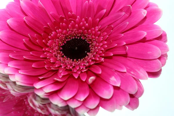 stock image Beautiful flowers in a basket