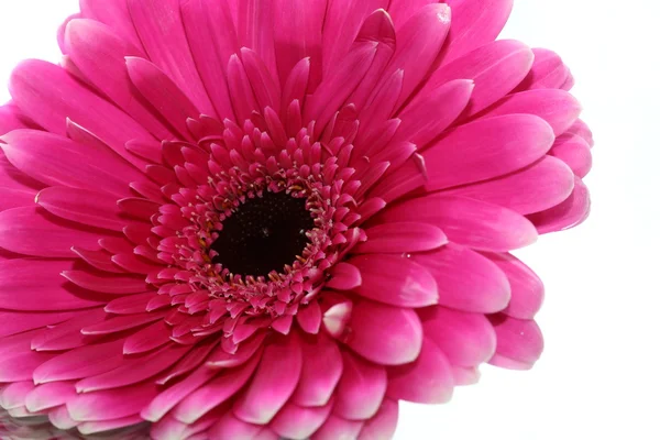 Schöne Blumen Einem Korb — Stockfoto