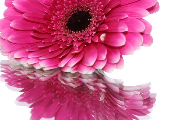 Krásné Květiny Košíku — Stock fotografie