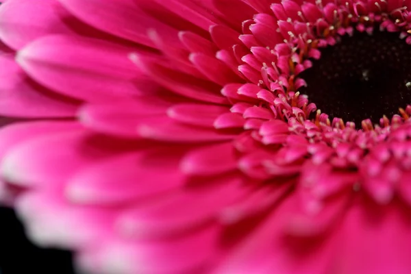 Schöne Blumen Einem Korb — Stockfoto