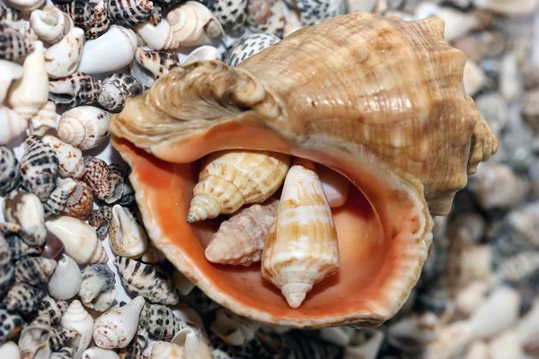 Shell op strand — Stockfoto