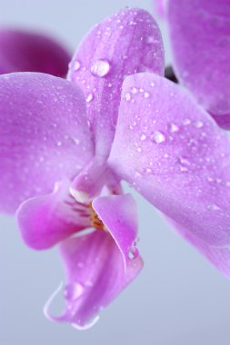 pembe orkide