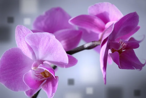 Розовая орхидея — стоковое фото