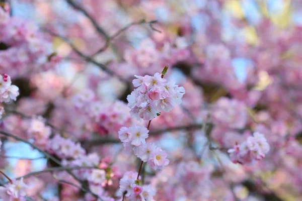 Wiśniowej w Japonii na wiosnę — Zdjęcie stockowe