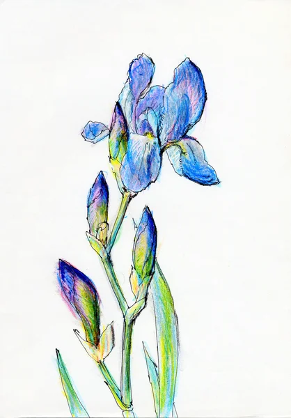 Iris zeichnen — Stockfoto