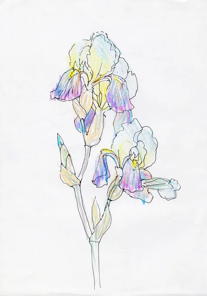 Iris de dibujo —  Fotos de Stock
