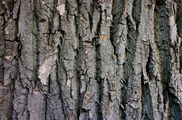 stock image Tree bark