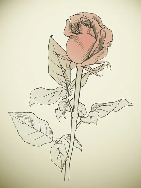 Цветная роза — стоковый вектор