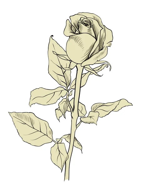 Монохромна Картина Троянда Векторні Ілюстрації — стоковий вектор