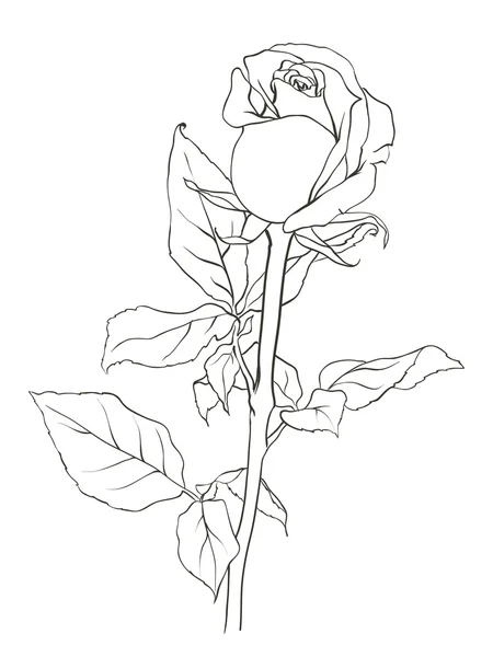 Bild rose — Stock vektor