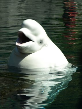 Beluga clipart