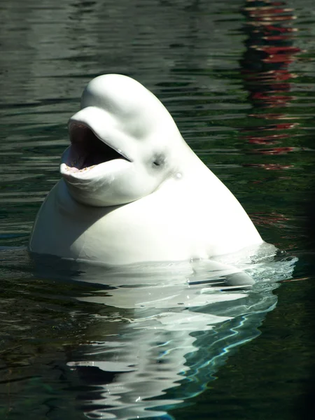 stock image Beluga