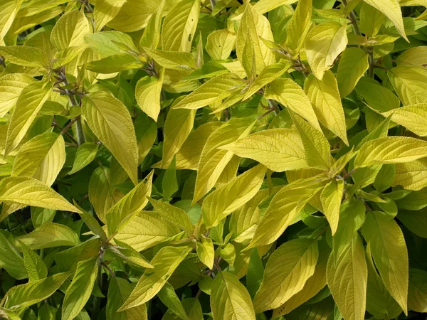 stock image Plant